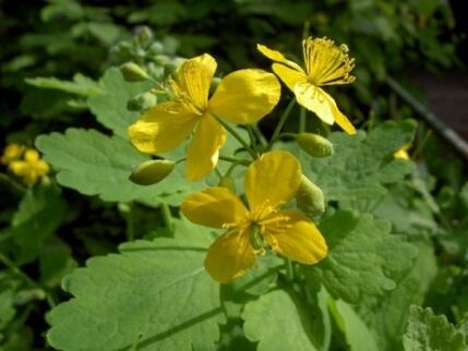 Fleurs d'herbe de chélidoine pour les verrues
